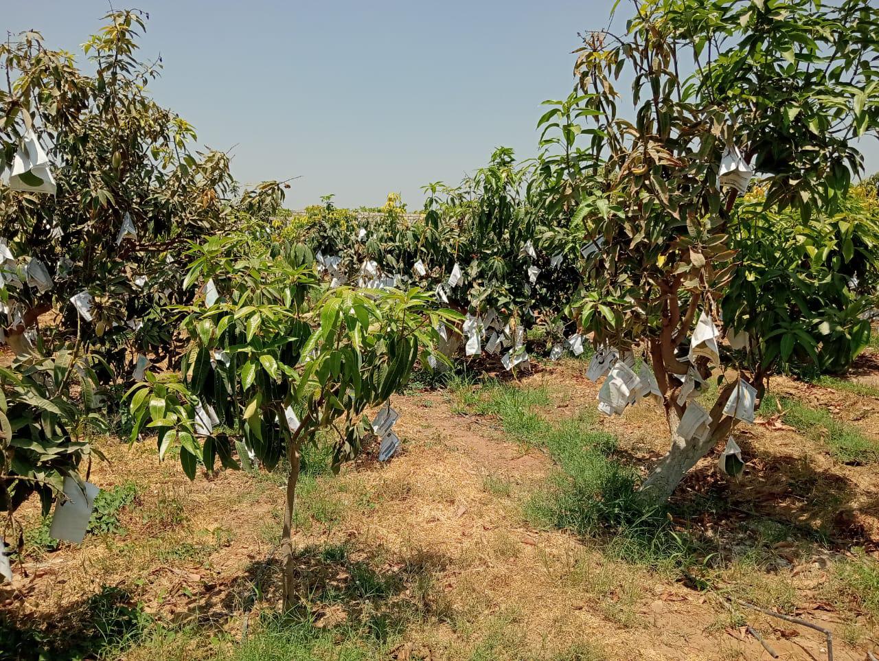 تسلا: الريادة في معالجة ملوحة المياه والتربة